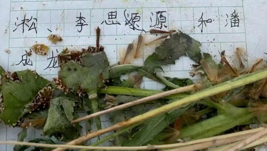 奥门管家婆2025资料大全,默茨宣布胜选德总理 朔尔茨承认失利,整体规划执行讲解_创意版V7.34